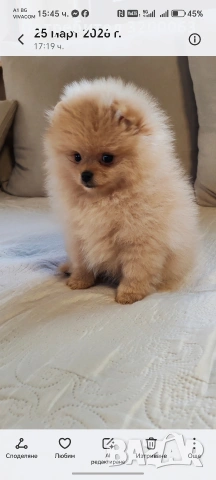 Померан женско мини размер , снимка 2 - Померан - 54113214
