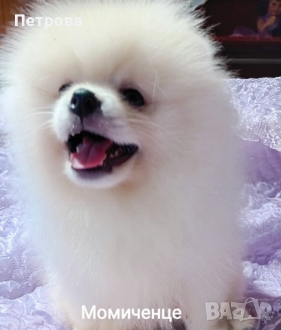 Померан момиченце 