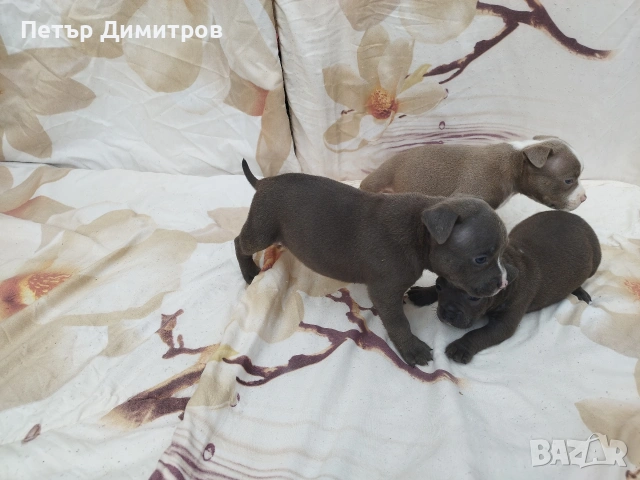 американско були покет , снимка 3 - Други - 54234473