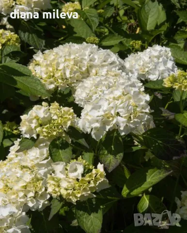 Хортензия Мадам Емили Мулиер, Hydrangea mac.Madame Emile Mouillere за сянка!!!, снимка 4 - Градински цветя и растения - 49691479