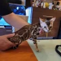 Бенгалски котета, снимка 11