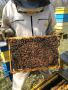Пчелни очводки / малки пчелни семейства