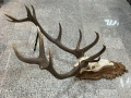Еленски Череп с рога и дърворезба за украса  , снимка 2