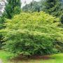 Японски клен Ацер  - Acer Palmatum Green, снимка 4