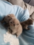 Прекрасни британски котета , снимка 3
