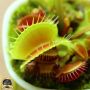 100 семена Венерина мухоловка Dionaea muscipula Семена Мухоловка Бонсай месоядно растение яде насеко, снимка 16