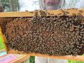Продавам пчелни семейства и отводки , снимка 3