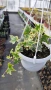 Кошница с Бръшлян, Hedera Helix Yellow Ripple, снимка 7