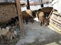 плевенски овце хубави , снимка 6