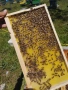 пчелни отводки 2026г, снимка 5