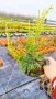 Хвойна Старо Злато, Juniperus Old Gold, снимка 11