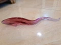 стъклена змиорка Murano , снимка 2