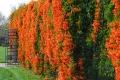 Кампсис, тромпетна лоза (Trumpet vine, Campsis radicans), снимка 8