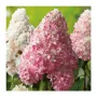 Хортензия Ванила Фрез(Ново), снимка 3