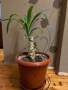 Палми юка, снимка 1 - Стайни растения - 45068567
