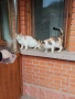 Подарявам две котки, снимка 3
