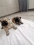 продам малки пекинезчета, снимка 2