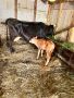 Крава с теле, снимка 1 - Крави - 45340039