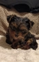 Йорки бебе, снимка 2