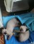 продавам целогодишно бирмански котета, снимка 5