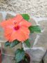 китайска роза , снимка 1 - Стайни растения - 45446271