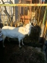 Продавам  коза за клане, снимка 1