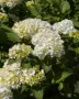 Хортензия Мадам Емили Мулиер, Hydrangea mac.Madame Emile Mouillere за сянка!!!, снимка 4