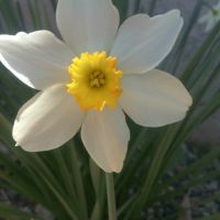 Нарциси, снимка 3 - Градински цветя и растения - 45250692