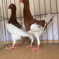Продавам 3 млади двойки датски гълъби, снимка 1 - Гълъби - 45218738