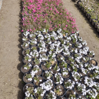 Флокс Многогодишно каскадно цвете , снимка 7 - Градински цветя и растения - 13733297