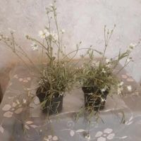 Церастиум , снимка 2 - Градински цветя и растения - 45542181