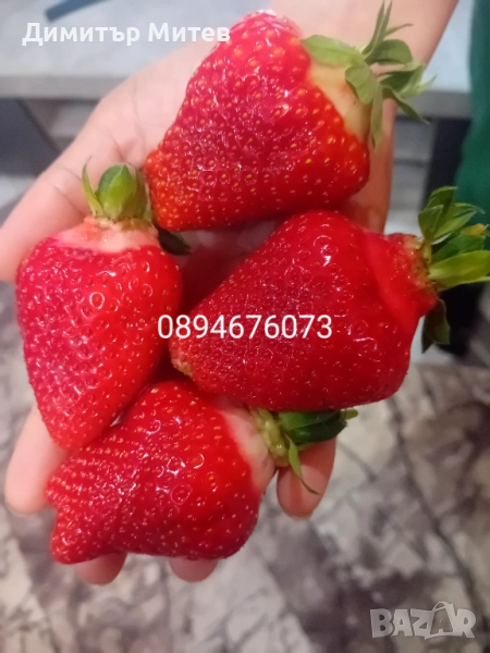 Разсат ягоди , снимка 1