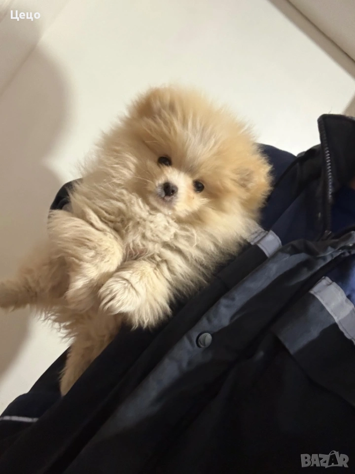 Померан момче, снимка 1