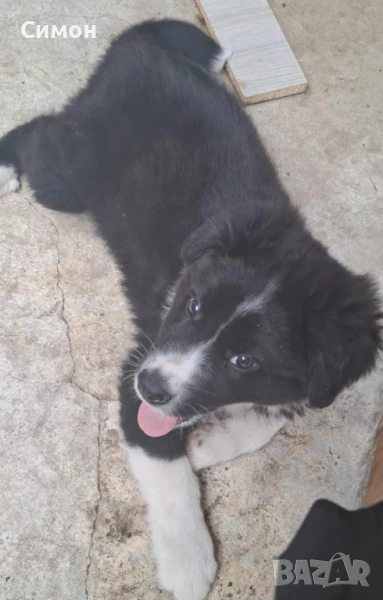 Kaракачанско кученце - мъжко, снимка 1