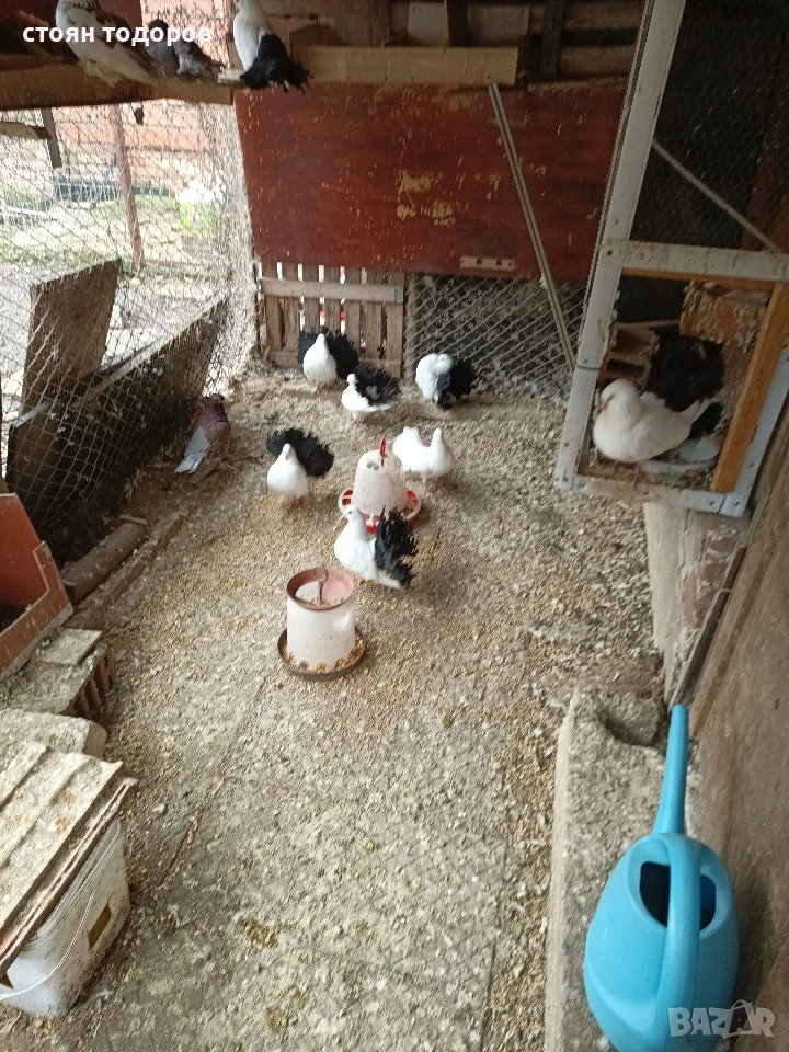 Продавам Фенерлий, снимка 1