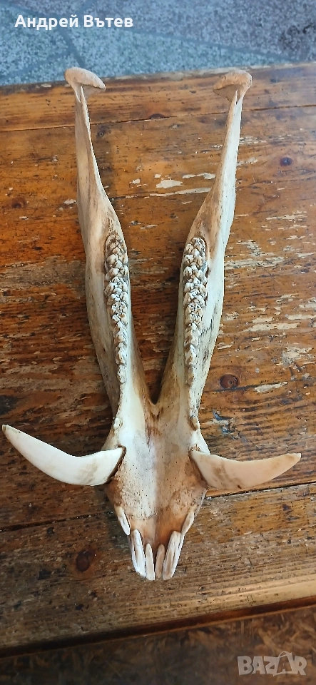 Ловен трофей от глиган, снимка 1