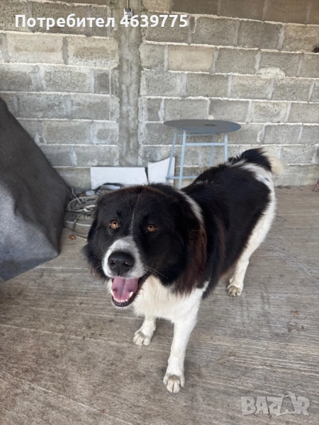 Каракачанки на 1 месец, снимка 1