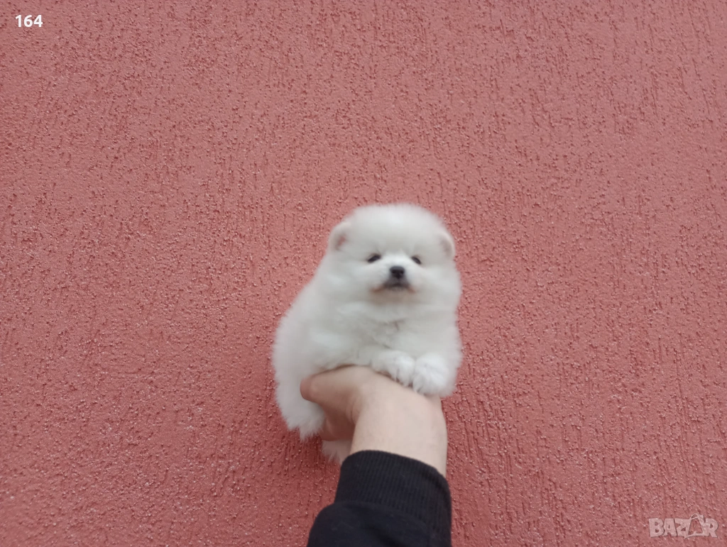 Померани. Момче и момиче. Реални снимки!, снимка 1