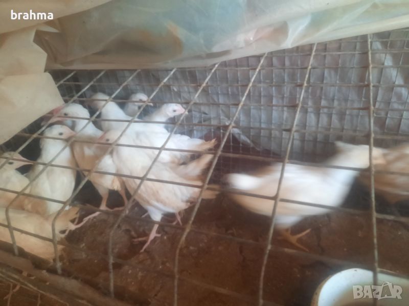 Налични пилета от породата Бял Легхорн, снимка 1