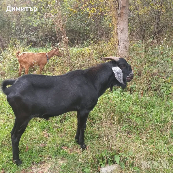 Англонубийски пръч и коза Ламанча чипа, снимка 1