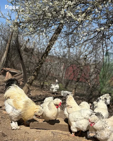 яйца от Струмски кокошки, снимка 1