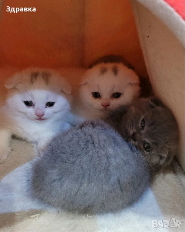 Братанско късокосместо коте , снимка 1