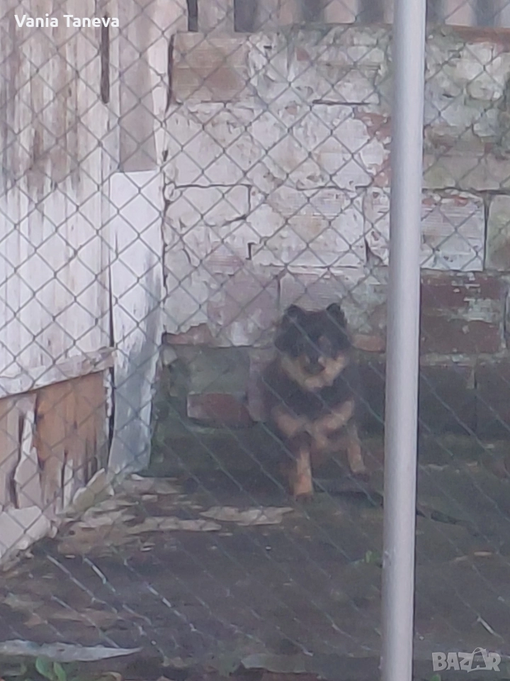 пумеран шпиц 6мес , снимка 1