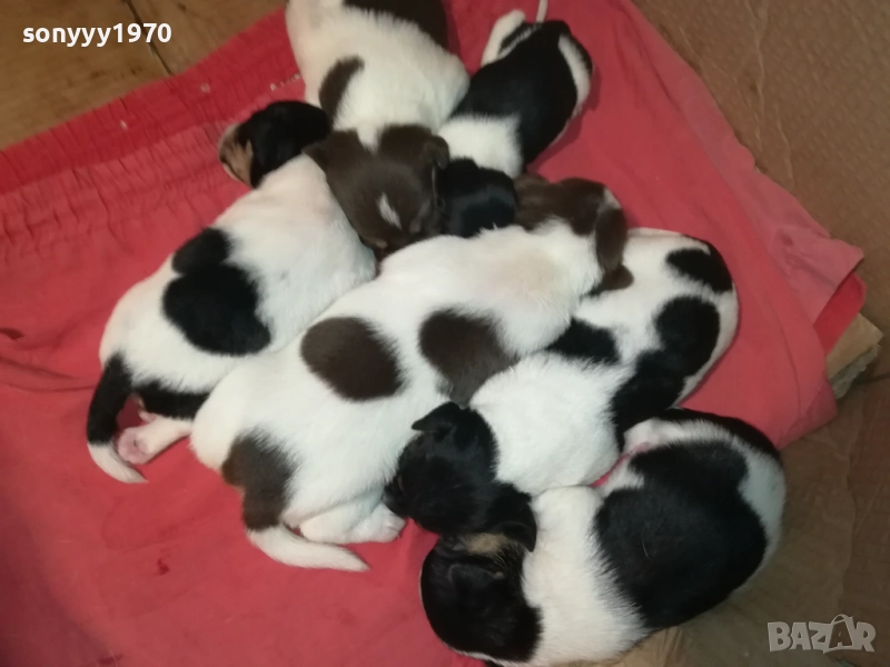 ДЖАК РЪСЕЛ-250ЛВ ЗА СЛАДКО КУТРЕ ПО ИЗБОР 2708251900, снимка 1