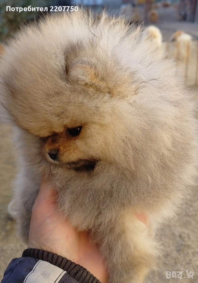 продавам померан , снимка 1
