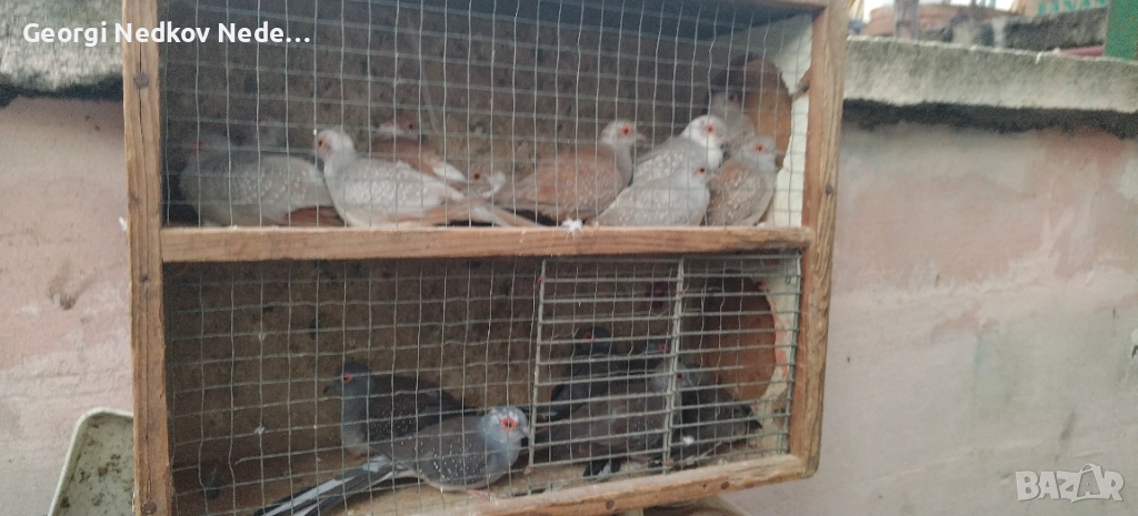 Продавам диамантени гугутки, снимка 1