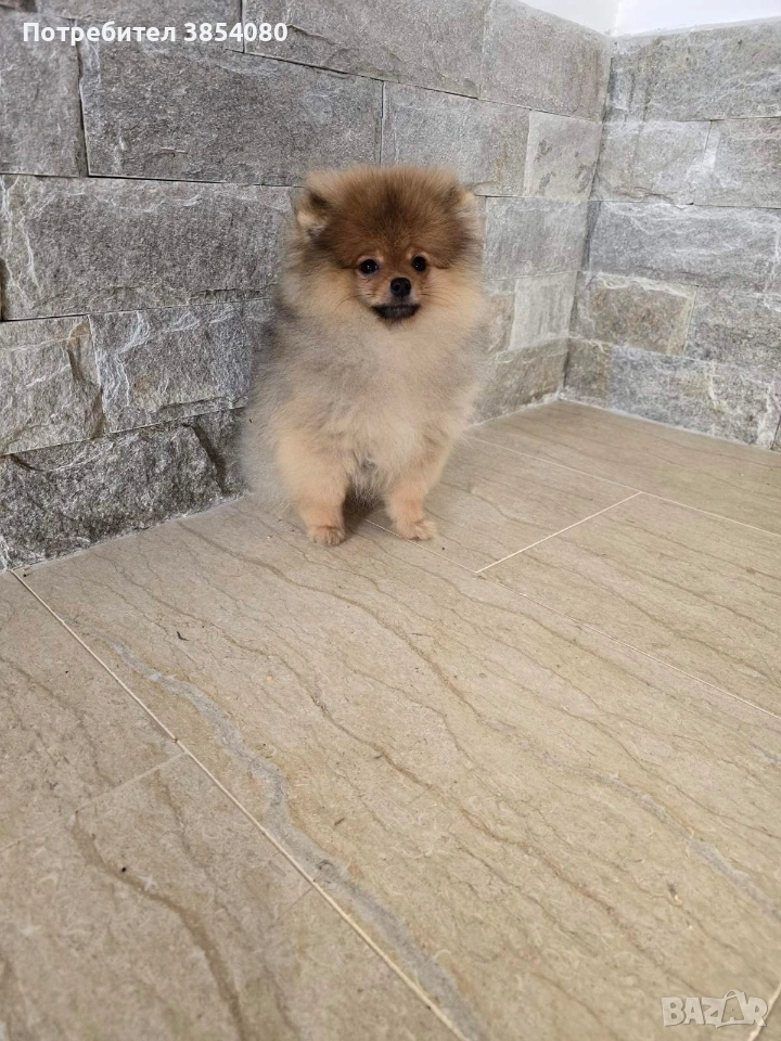 Мини Померан момче , снимка 1