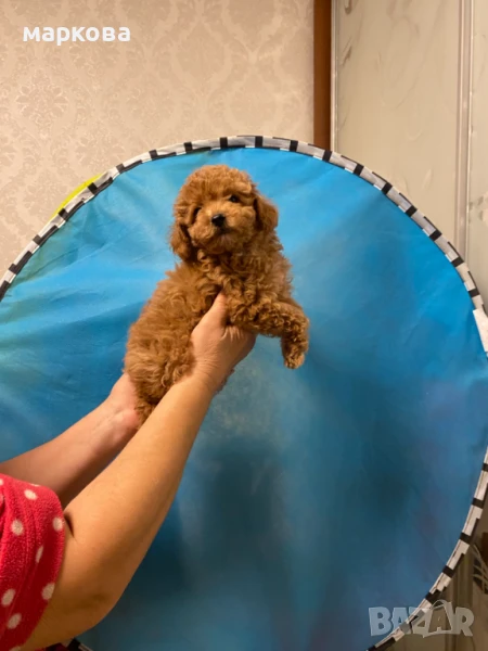 малтипу, снимка 1