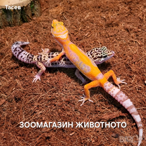 Леопардов гекон, снимка 1