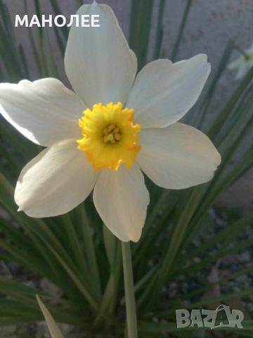 Нарциси, снимка 3 - Градински цветя и растения - 45581322